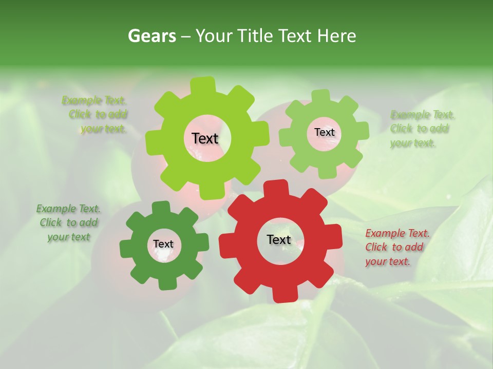 Branch Of A Coffee Tree With Ripe Fruits PowerPoint Template