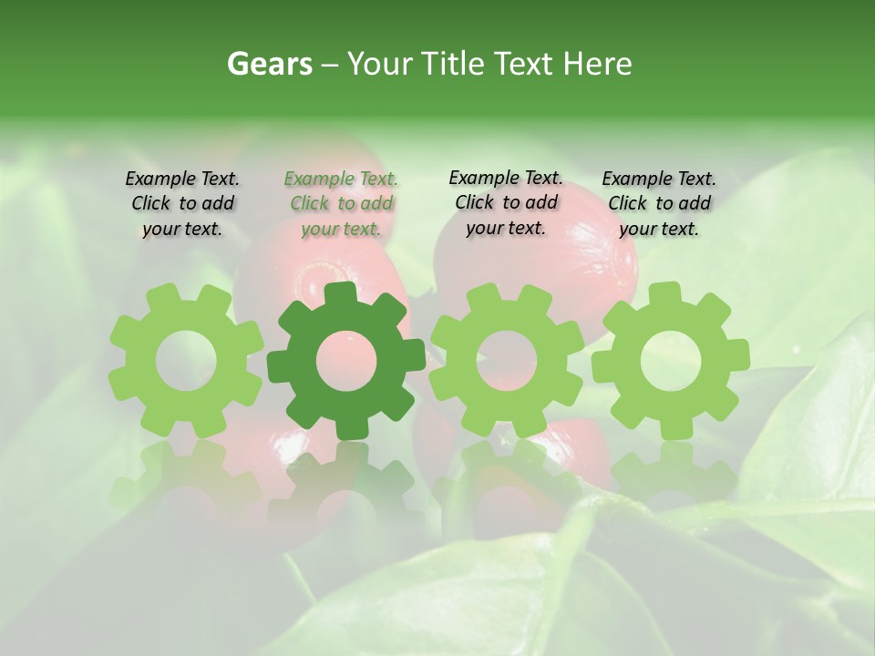 Branch Of A Coffee Tree With Ripe Fruits PowerPoint Template