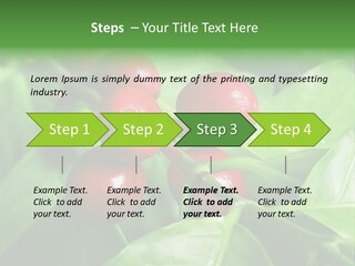 Branch Of A Coffee Tree With Ripe Fruits PowerPoint Template