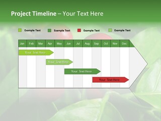 Branch Of A Coffee Tree With Ripe Fruits PowerPoint Template