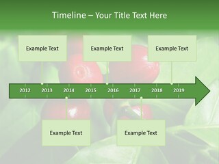 Branch Of A Coffee Tree With Ripe Fruits PowerPoint Template