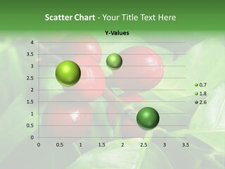 Branch Of A Coffee Tree With Ripe Fruits PowerPoint Template