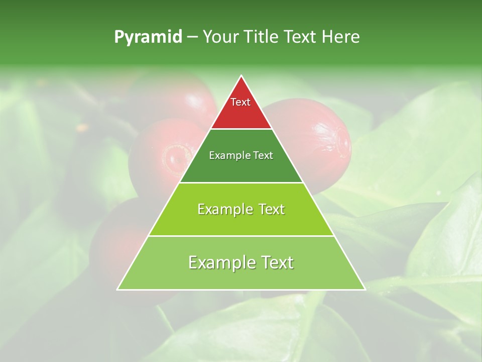 Branch Of A Coffee Tree With Ripe Fruits PowerPoint Template