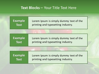 Branch Of A Coffee Tree With Ripe Fruits PowerPoint Template