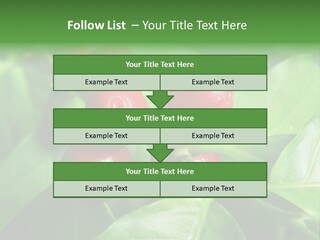 Branch Of A Coffee Tree With Ripe Fruits PowerPoint Template