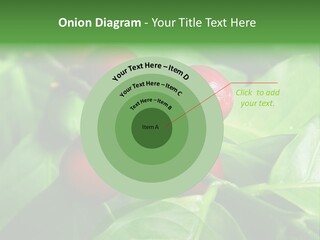 Branch Of A Coffee Tree With Ripe Fruits PowerPoint Template