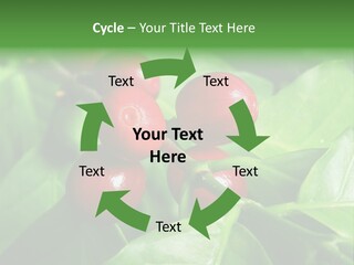 Branch Of A Coffee Tree With Ripe Fruits PowerPoint Template