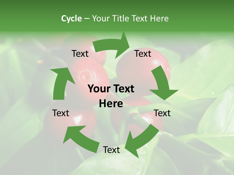 Branch Of A Coffee Tree With Ripe Fruits PowerPoint Template