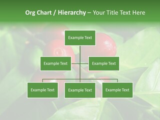Branch Of A Coffee Tree With Ripe Fruits PowerPoint Template