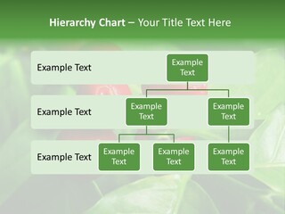 Branch Of A Coffee Tree With Ripe Fruits PowerPoint Template
