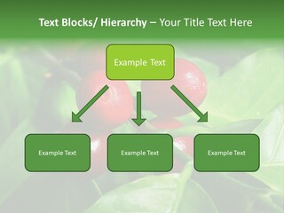 Branch Of A Coffee Tree With Ripe Fruits PowerPoint Template