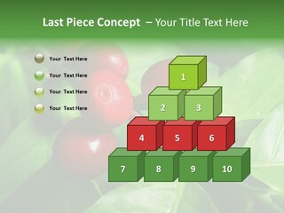 Branch Of A Coffee Tree With Ripe Fruits PowerPoint Template