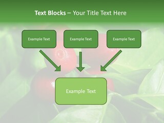 Branch Of A Coffee Tree With Ripe Fruits PowerPoint Template