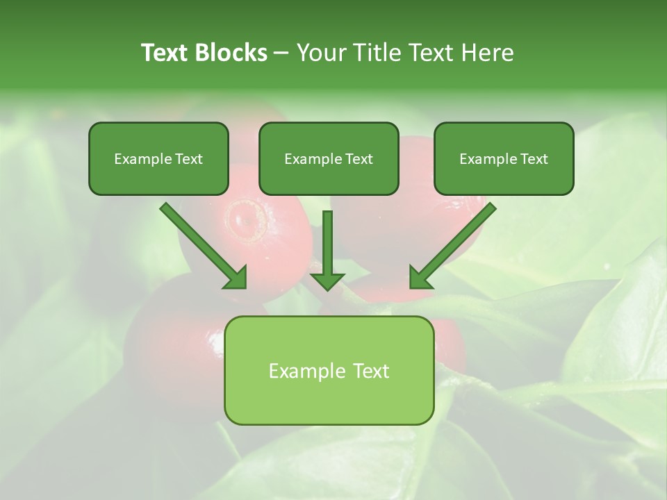 Branch Of A Coffee Tree With Ripe Fruits PowerPoint Template