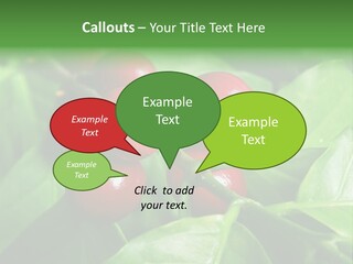 Branch Of A Coffee Tree With Ripe Fruits PowerPoint Template