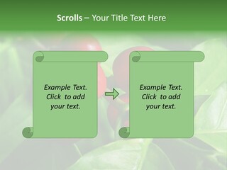 Branch Of A Coffee Tree With Ripe Fruits PowerPoint Template