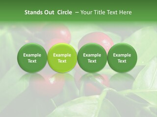 Branch Of A Coffee Tree With Ripe Fruits PowerPoint Template
