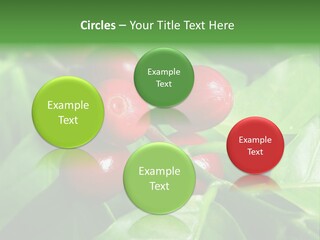 Branch Of A Coffee Tree With Ripe Fruits PowerPoint Template