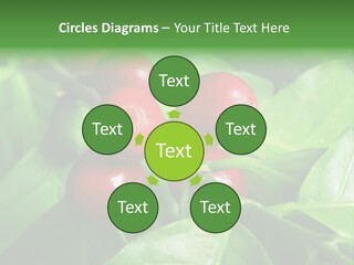 Branch Of A Coffee Tree With Ripe Fruits PowerPoint Template