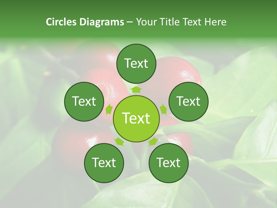 Branch Of A Coffee Tree With Ripe Fruits PowerPoint Template