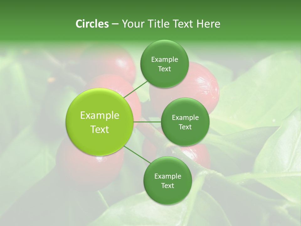 Branch Of A Coffee Tree With Ripe Fruits PowerPoint Template