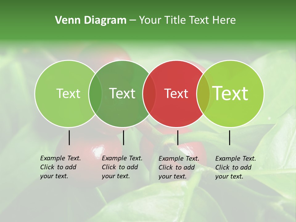 Branch Of A Coffee Tree With Ripe Fruits PowerPoint Template