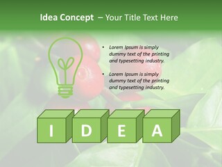 Branch Of A Coffee Tree With Ripe Fruits PowerPoint Template