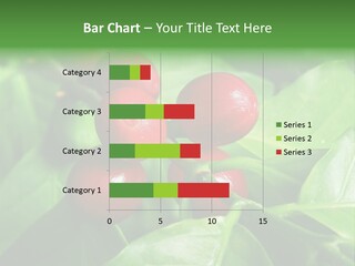 Branch Of A Coffee Tree With Ripe Fruits PowerPoint Template