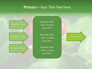 Branch Of A Coffee Tree With Ripe Fruits PowerPoint Template