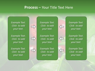 Branch Of A Coffee Tree With Ripe Fruits PowerPoint Template