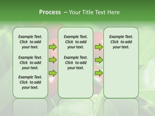 Branch Of A Coffee Tree With Ripe Fruits PowerPoint Template