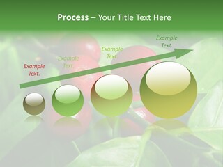 Branch Of A Coffee Tree With Ripe Fruits PowerPoint Template