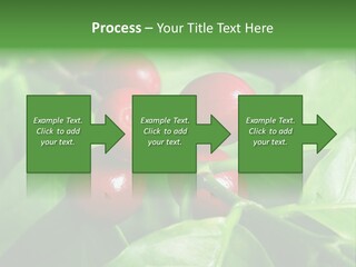 Branch Of A Coffee Tree With Ripe Fruits PowerPoint Template