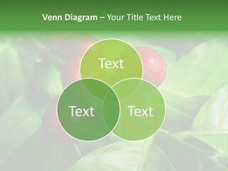 Branch Of A Coffee Tree With Ripe Fruits PowerPoint Template