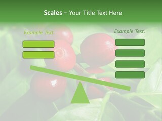 Branch Of A Coffee Tree With Ripe Fruits PowerPoint Template