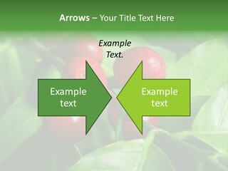 Branch Of A Coffee Tree With Ripe Fruits PowerPoint Template