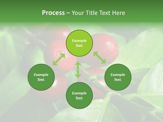 Branch Of A Coffee Tree With Ripe Fruits PowerPoint Template