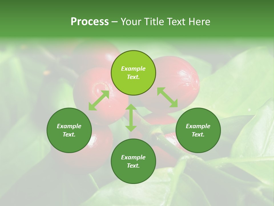 Branch Of A Coffee Tree With Ripe Fruits PowerPoint Template