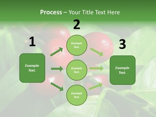 Branch Of A Coffee Tree With Ripe Fruits PowerPoint Template