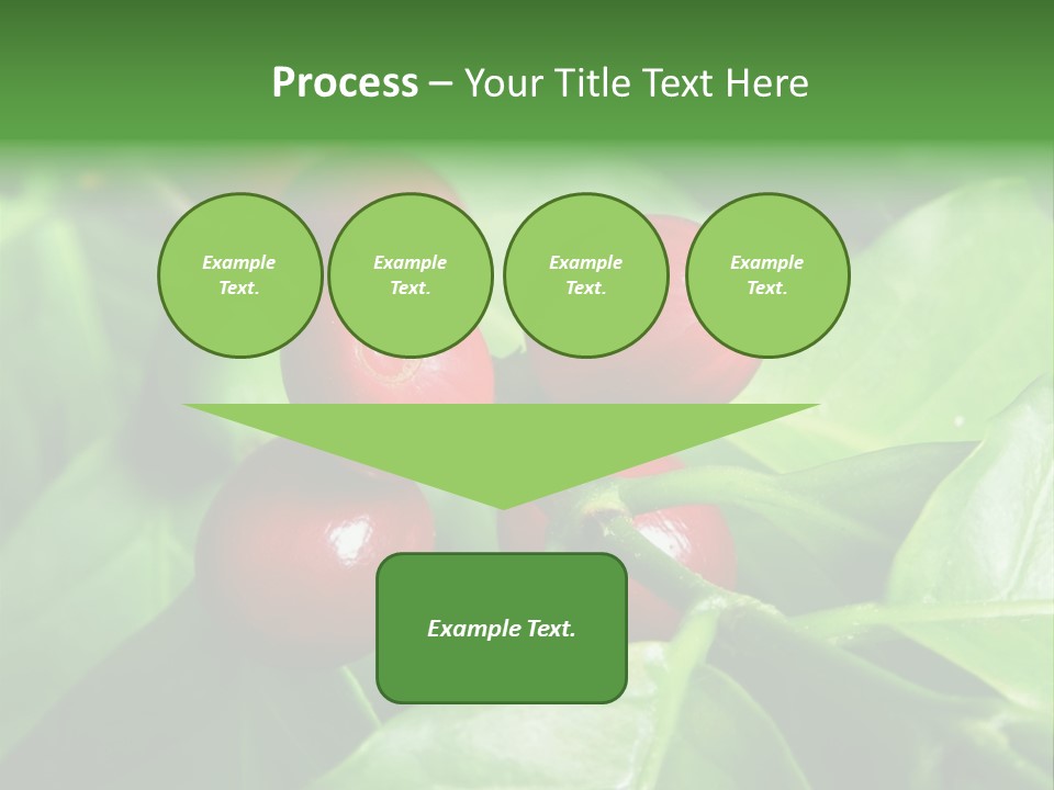 Branch Of A Coffee Tree With Ripe Fruits PowerPoint Template