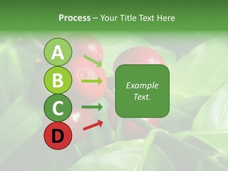 Branch Of A Coffee Tree With Ripe Fruits PowerPoint Template