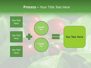 Branch Of A Coffee Tree With Ripe Fruits PowerPoint Template