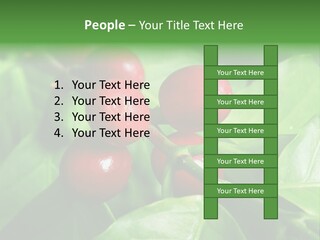 Branch Of A Coffee Tree With Ripe Fruits PowerPoint Template