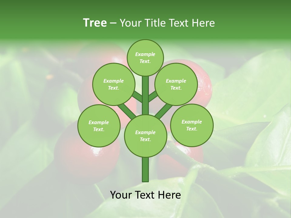 Branch Of A Coffee Tree With Ripe Fruits PowerPoint Template