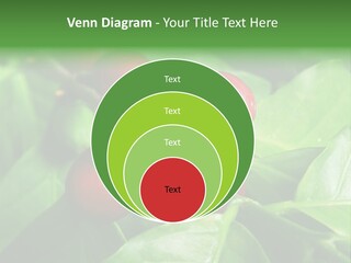Branch Of A Coffee Tree With Ripe Fruits PowerPoint Template