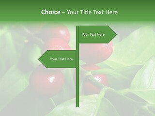 Branch Of A Coffee Tree With Ripe Fruits PowerPoint Template
