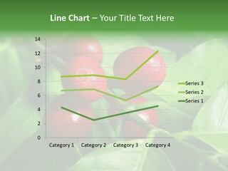 Branch Of A Coffee Tree With Ripe Fruits PowerPoint Template