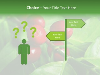 Branch Of A Coffee Tree With Ripe Fruits PowerPoint Template