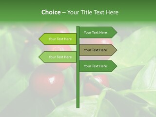 Branch Of A Coffee Tree With Ripe Fruits PowerPoint Template