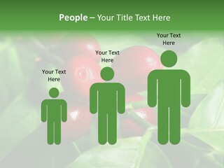 Branch Of A Coffee Tree With Ripe Fruits PowerPoint Template